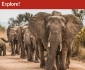 Win a Wildlife Adventure (Choice of Botswana, Borneo or Costa Rica, No Flights)